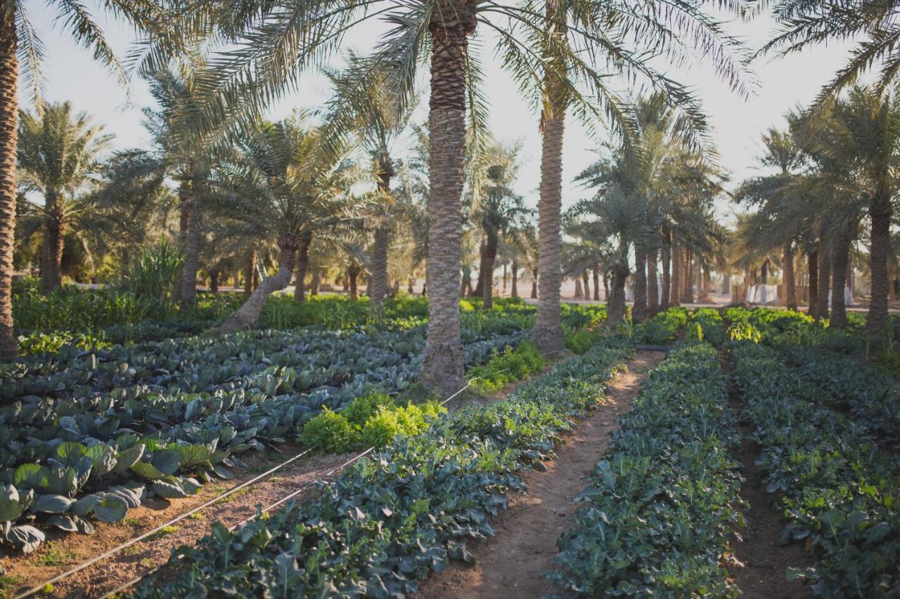 Heenat Salma Farm Ash-Shahaniyah Exterior photo